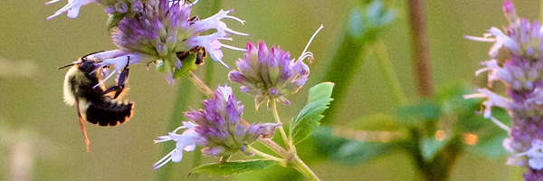Bee feeding on a hyssop flower